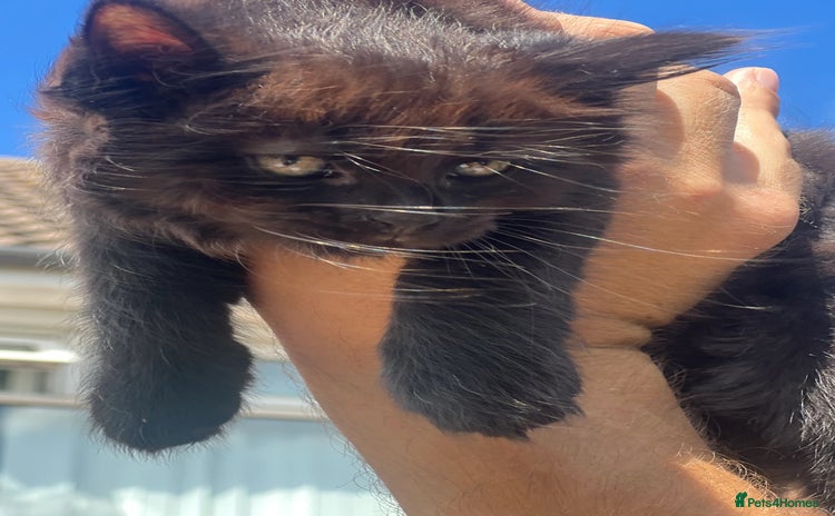 Domestic Shorthair cats - Advert 1