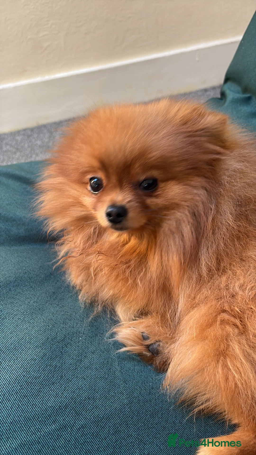 Pomeranian dogs for sale: Male Pomeranian - Advert 4