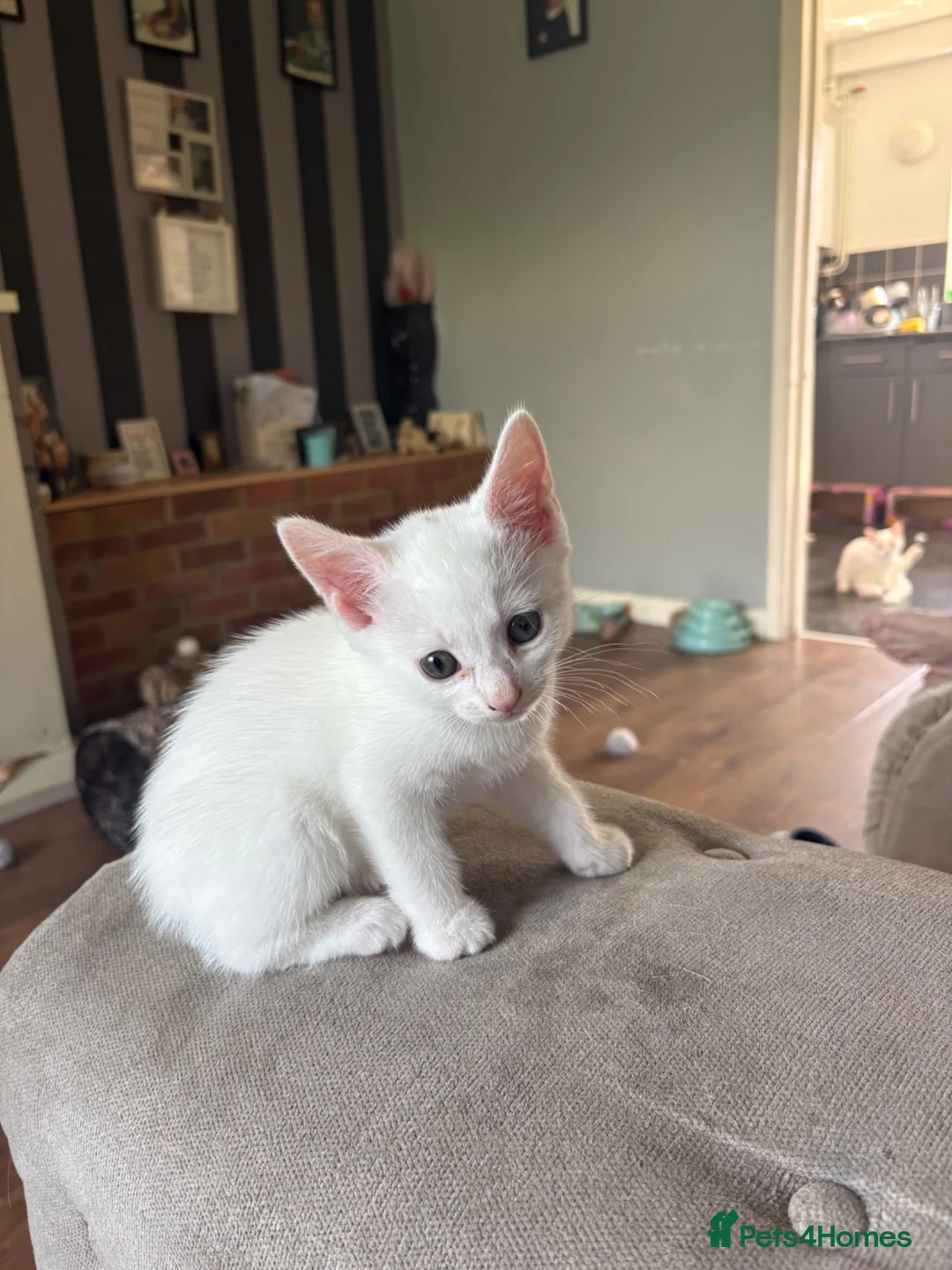 Mixed Breed cats for sale: 3 baby boy Kittens  - Advert 16