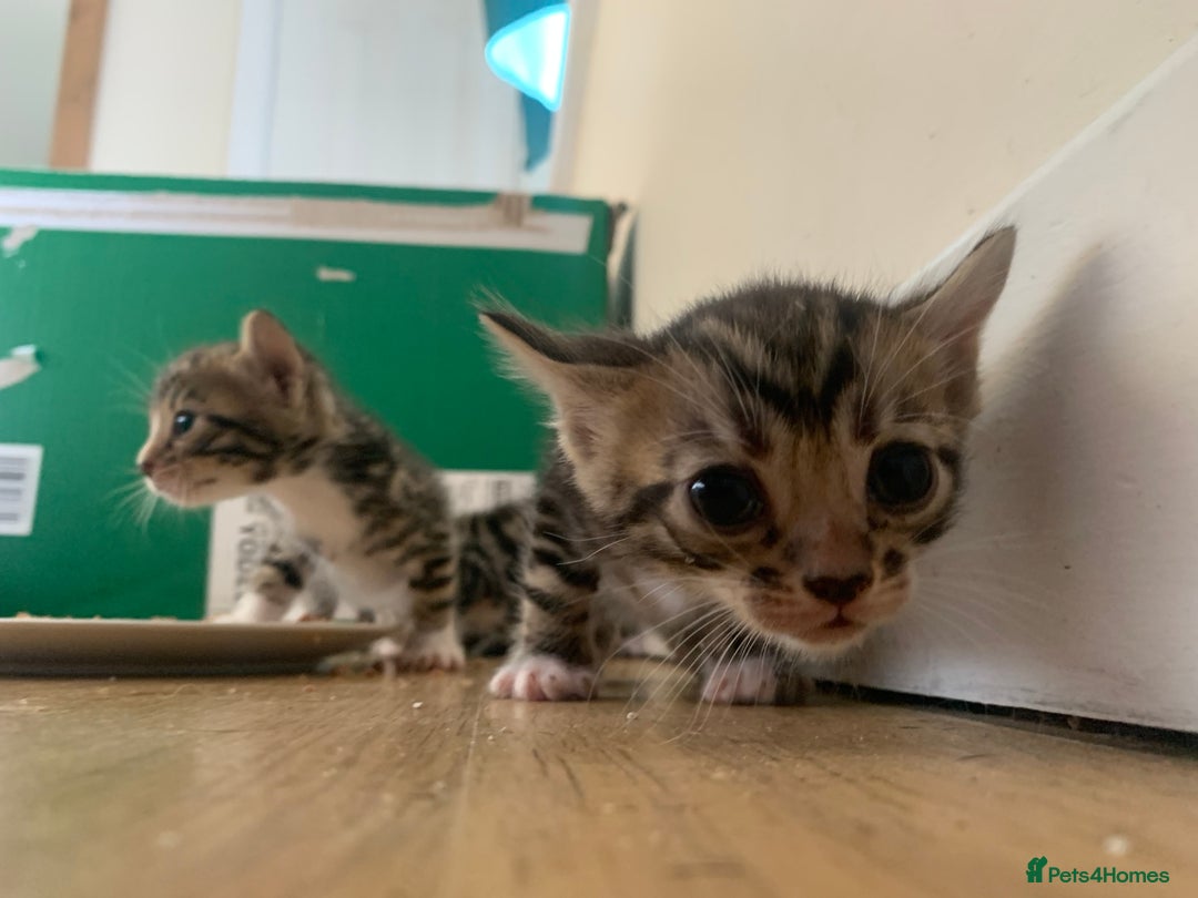 Bengal cats for sale: 3 left, Rare 3/4 Bengal Kittens Rosetted - Image 8