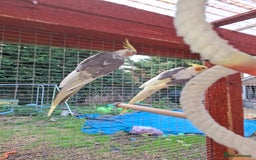 Cockatiels birds for sale: Male cockatiel  - Image 2