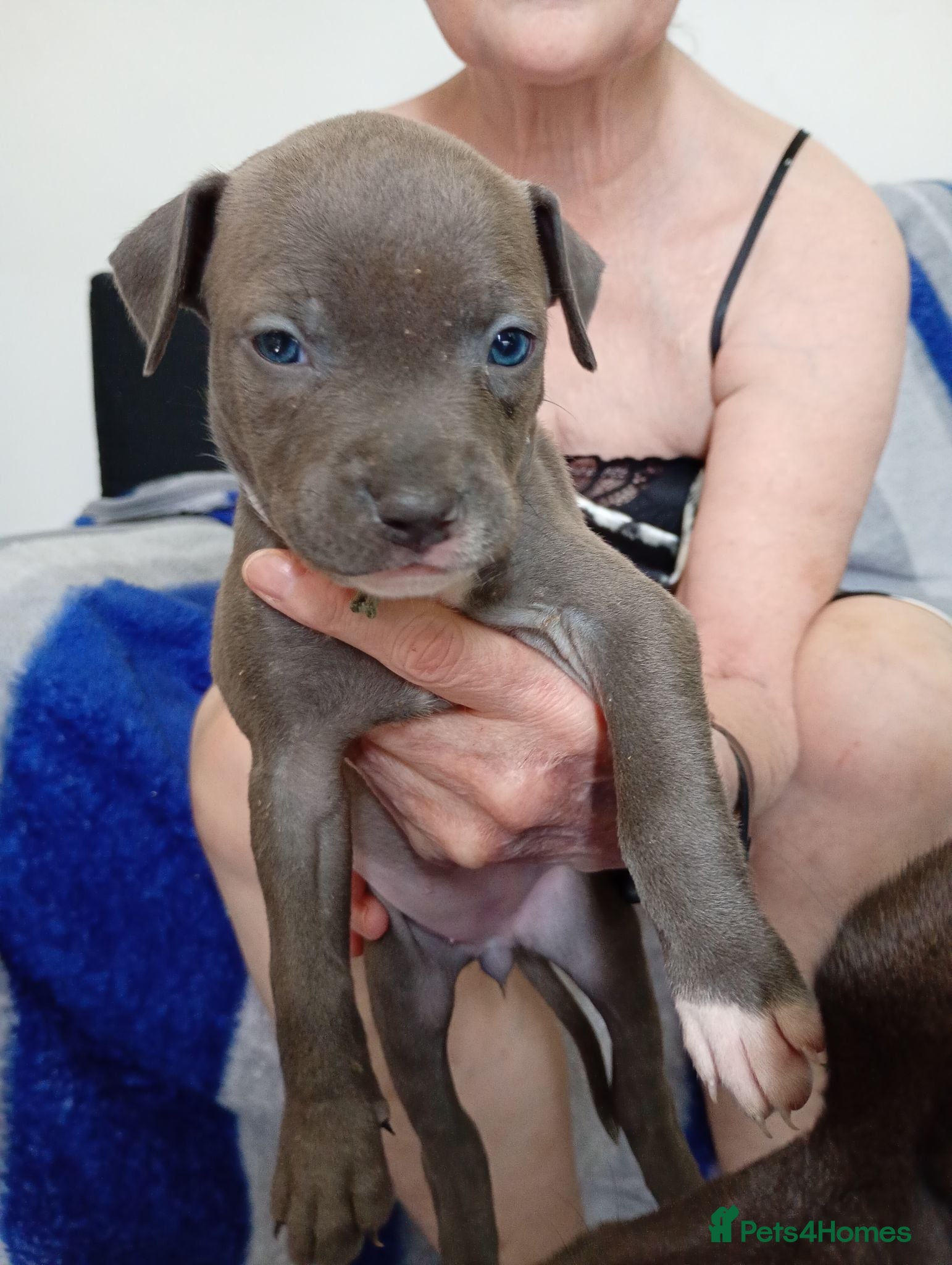 Mixed Breed dogs Staffie Mix litter of 10 (open to offers) - Advert 4
