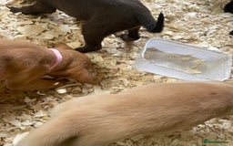 Mixed Breed dogs for sale:  8 Kelpie x labrador Puppies for sale  - Image 5