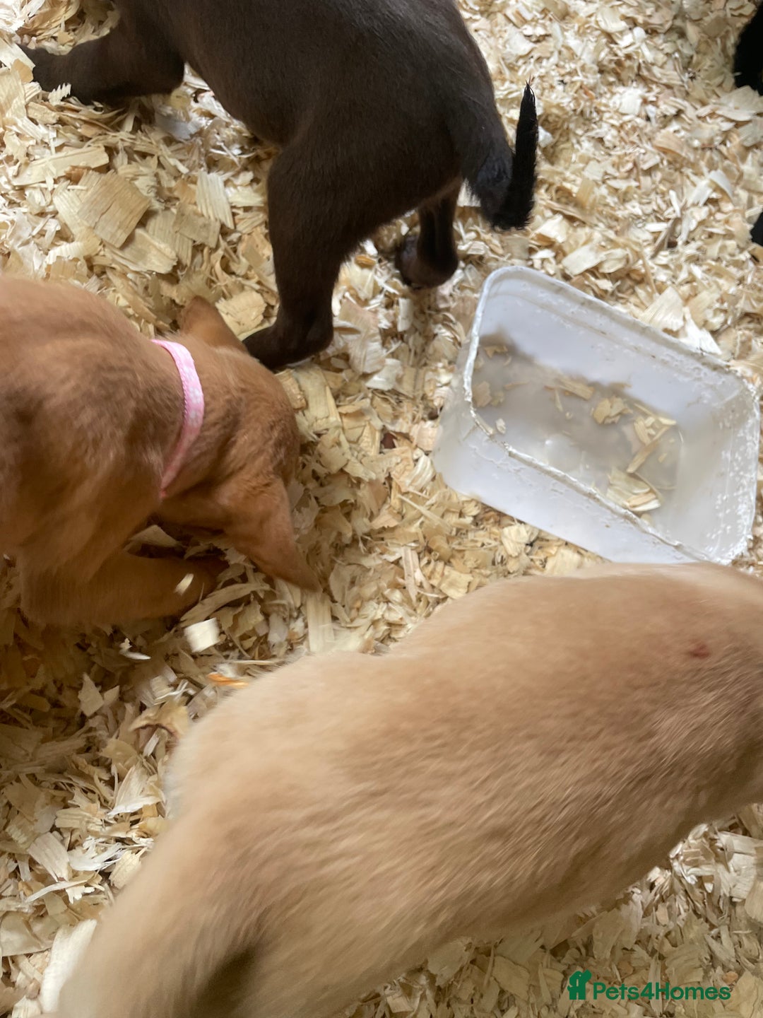 Mixed Breed dogs for sale:  8 Kelpie x labrador Puppies for sale  - Image 5