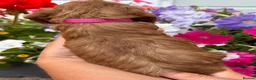 Cockapoo dogs for sale: Cockapoo puppies F1 (licensed breeder) - Advert 18