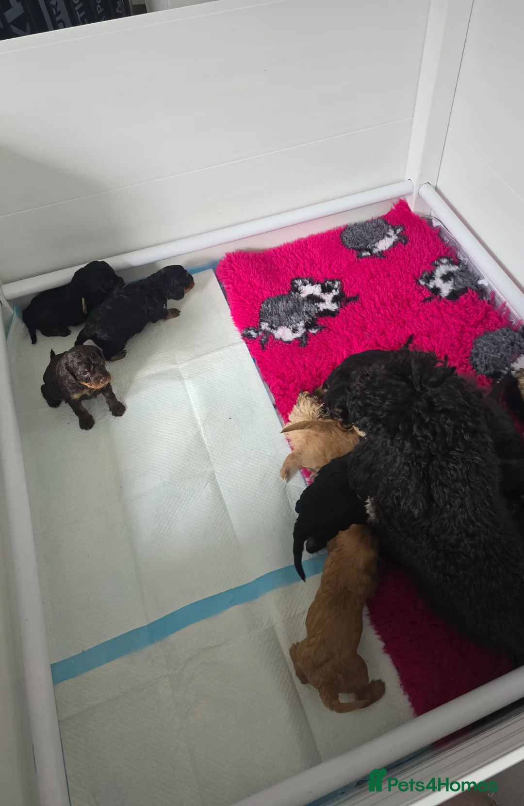 Cavapoo dogs for sale: Health tested Standard (cuddle) Cavapoos - Advert 1