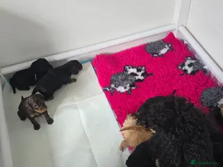 Cavapoo dogs Health tested Standard (cuddle) Cavapoos - Advert 1