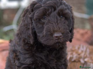 Double Doodle dogs 🌈Ethically Bred, Scientifically Raised 🌈🌈 - Advert 5