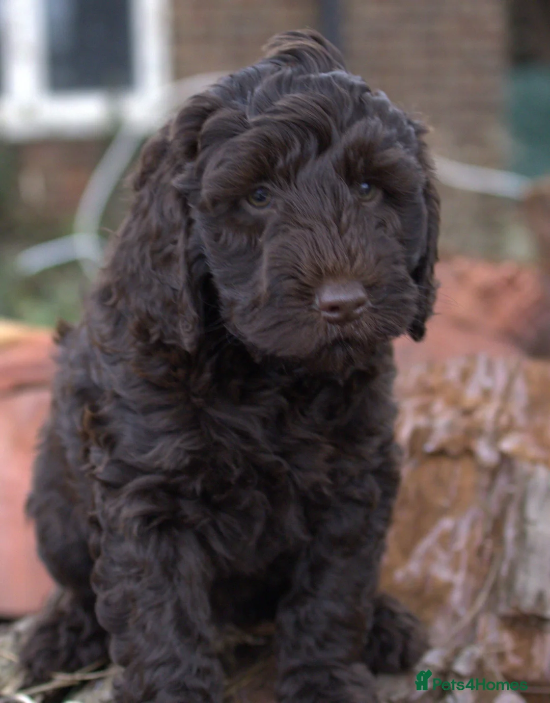 Double Doodle dogs for sale: 🌈Fully vaccinated and ready to meet the world 🌈 - Advert 11