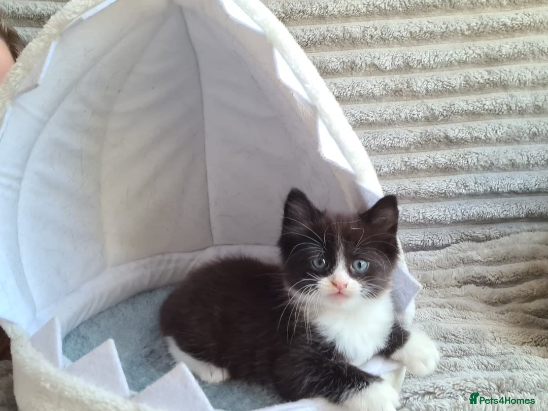 Siamese cats for sale: STUNNING FLUFFY LYNXPOINT CROSS KITTENS - Image 5