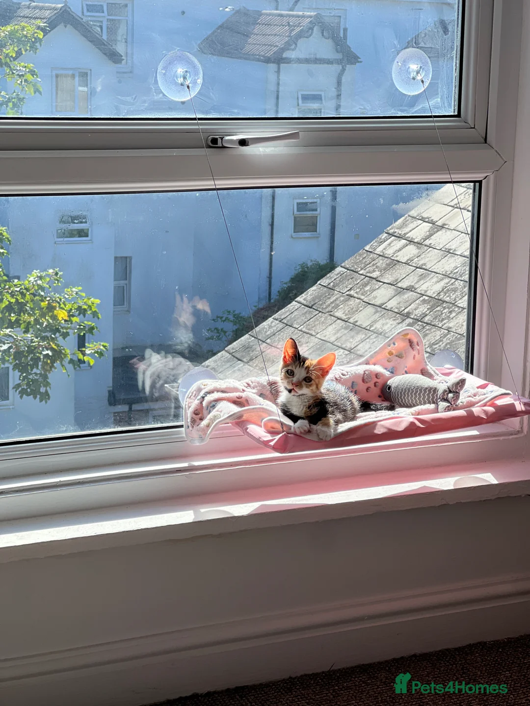 Mixed Breed cats for sale: 10 week old kitten ready for forever home!  in London - Advert 7