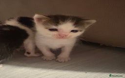 Mixed Breed cats for sale: Gorgeous kittens for sale  - Image 5