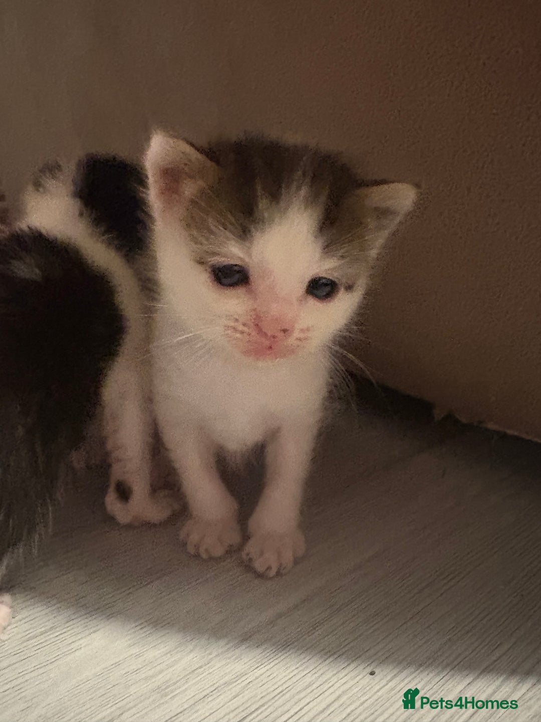 Mixed Breed cats for sale: Gorgeous kittens for sale  - Image 5