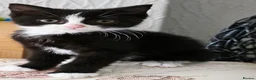 Mixed Breed cats for sale: Beautiful Tuxedo Female Kitten - Advert 2