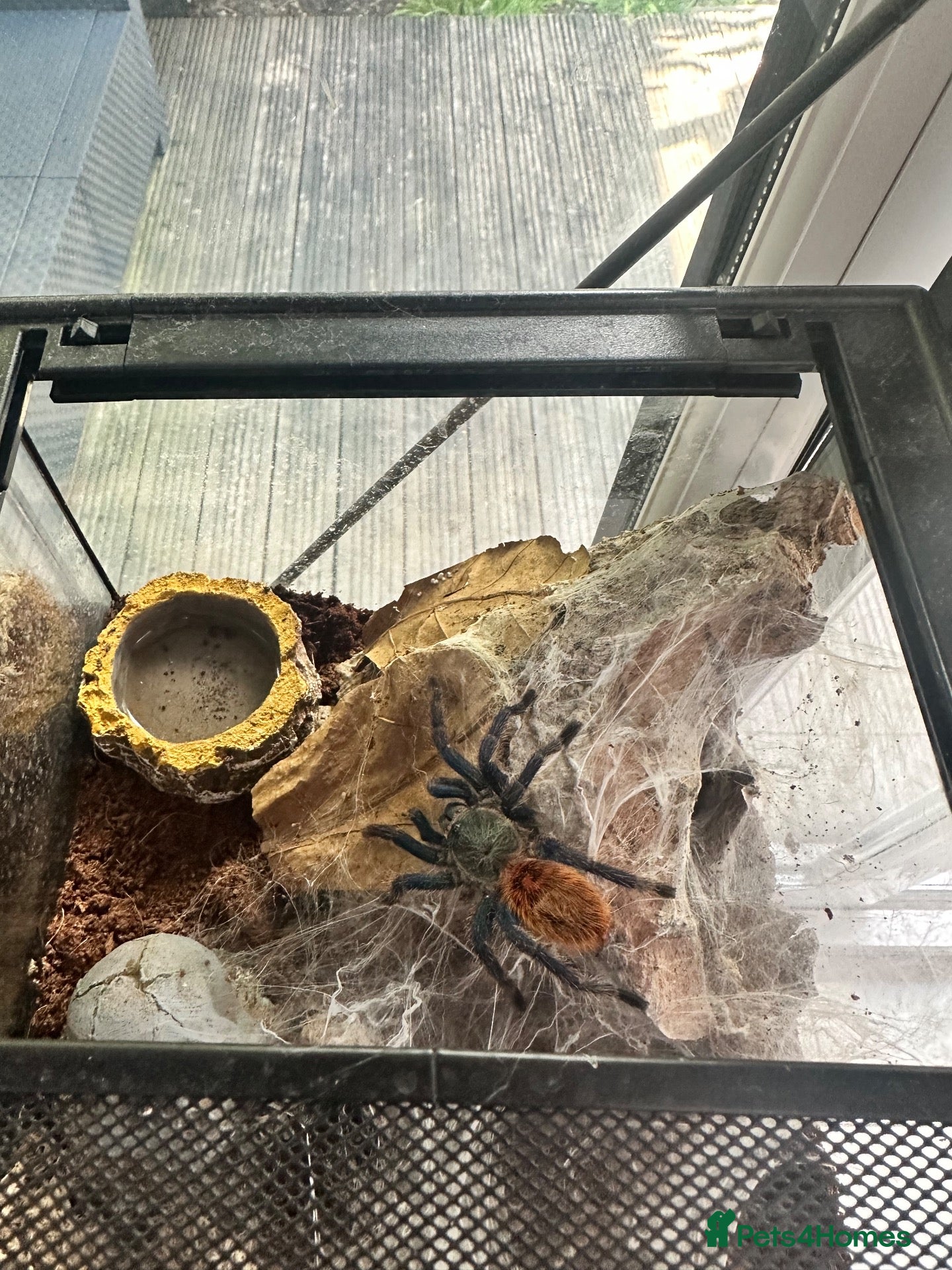 Tarantulas invertebrates Tarantulas various species  - Advert 2