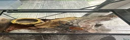 Tarantulas invertebrates for sale: Tarantulas various species  - Advert 1