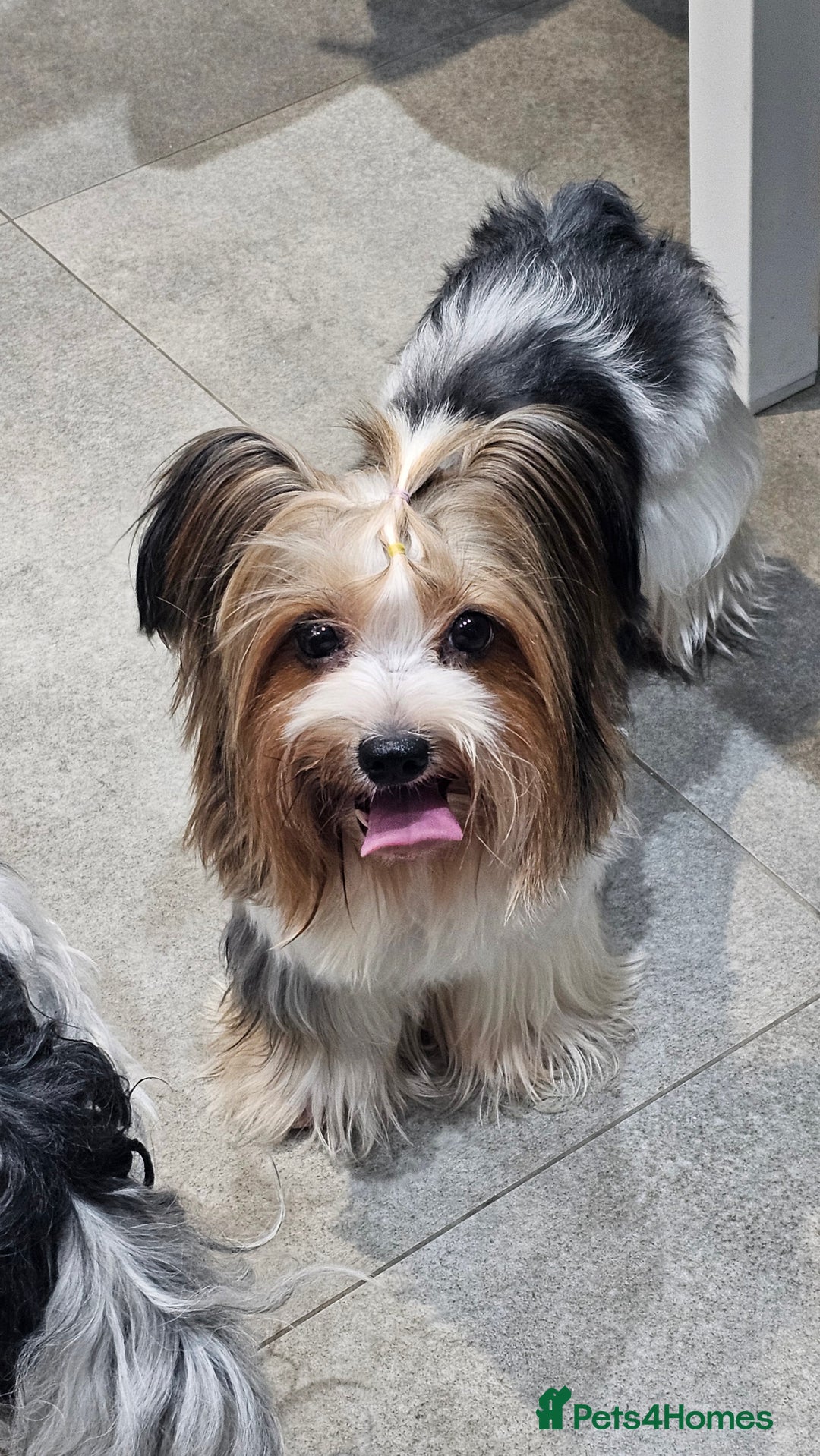 Yorkshire Terrier dogs for sale: 3 boys biewer yorkshire terrier with IHR Pedigree - Advert 20