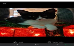 Domestic Shorthair cats for sale: Please read - Image 1