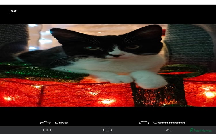 Domestic Shorthair cats - Advert 6