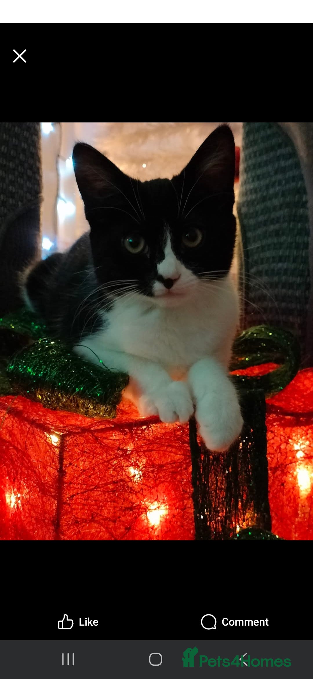 Domestic Shorthair cats for sale: Please read - Image 1