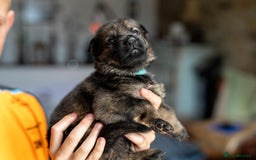 German Shepherd dogs for sale: Exceptionally bred fully heath checked GSD puppies in Bishop Auckland - Image 10