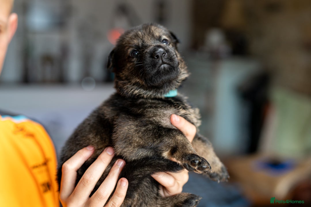 German Shepherd dogs for sale: Exceptionally bred fully heath checked GSD puppies in Bishop Auckland - Image 10