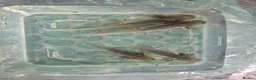 Axolotl reptiles for sale: Range of baby axolotls, hets known - Advert 10