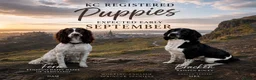 English Springer Spaniel dogs for sale: KC Reg Litter - Liver & White x Black & White - Advert 1