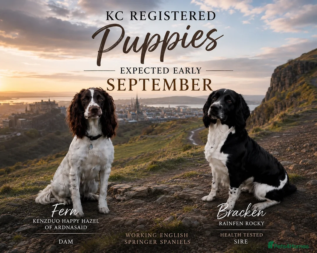 English Springer Spaniel dogs for sale: KC Reg Litter - Liver & White x Black & White - Advert 1