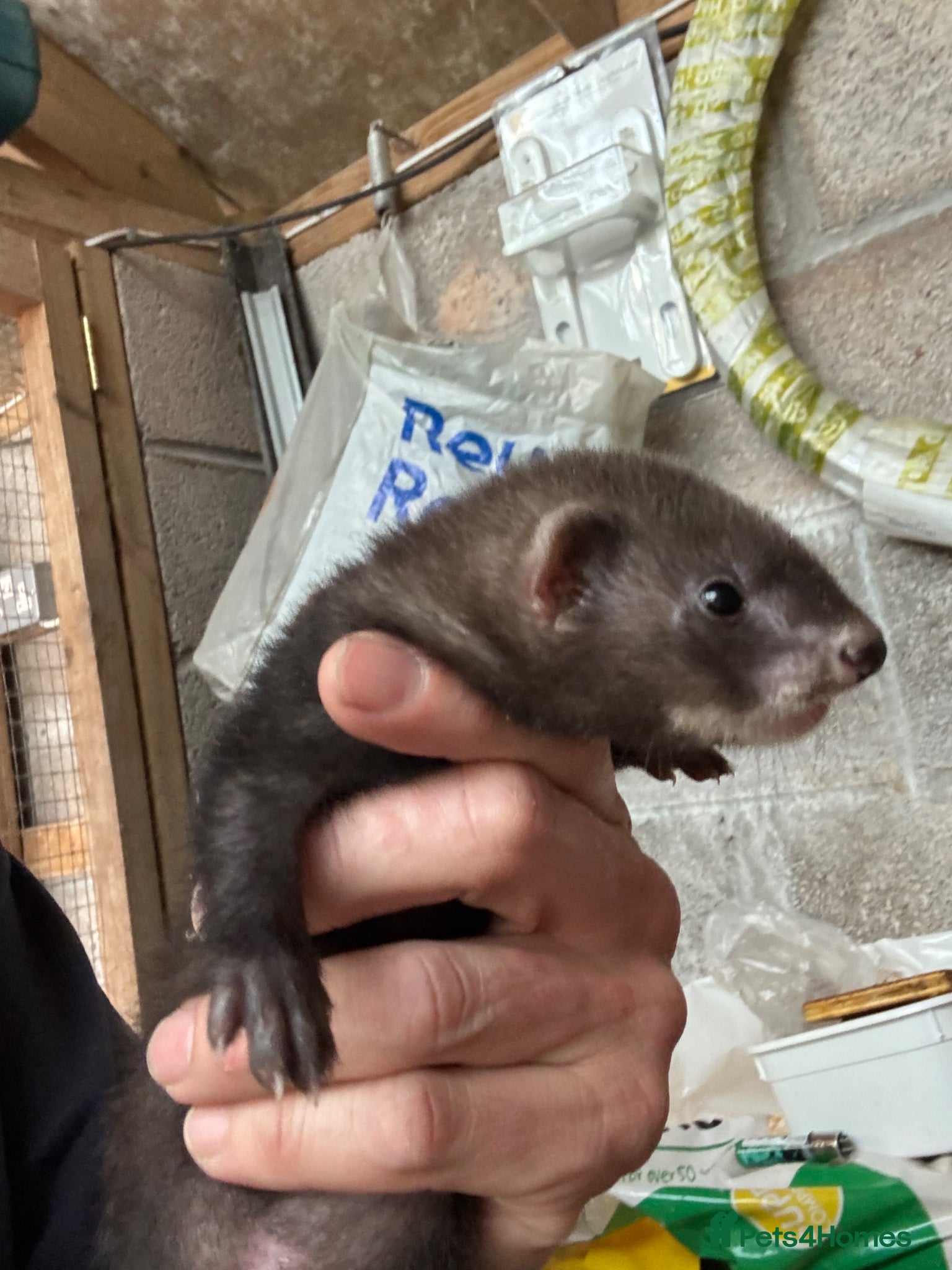Ferret rodents for sale: Black line  in Cardiff - Advert 7