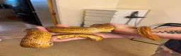 Corn Snake reptiles for sale: Corn Snake & Vivarium in Huddersfield - Advert 4
