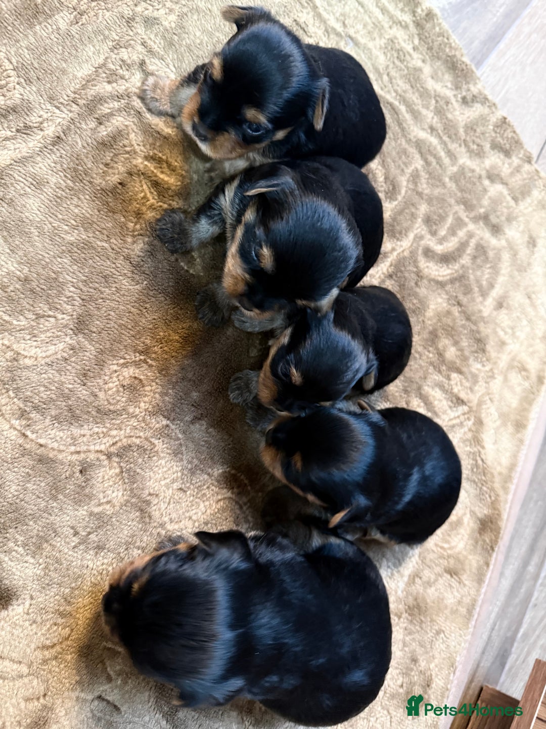 Yorkshire Terrier dogs for sale: YORKSHIRE TERRIER PUPPIES  - Advert 8