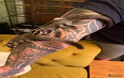 Sugar Glider rodents for sale: 4x sugar gliders - Advert 2