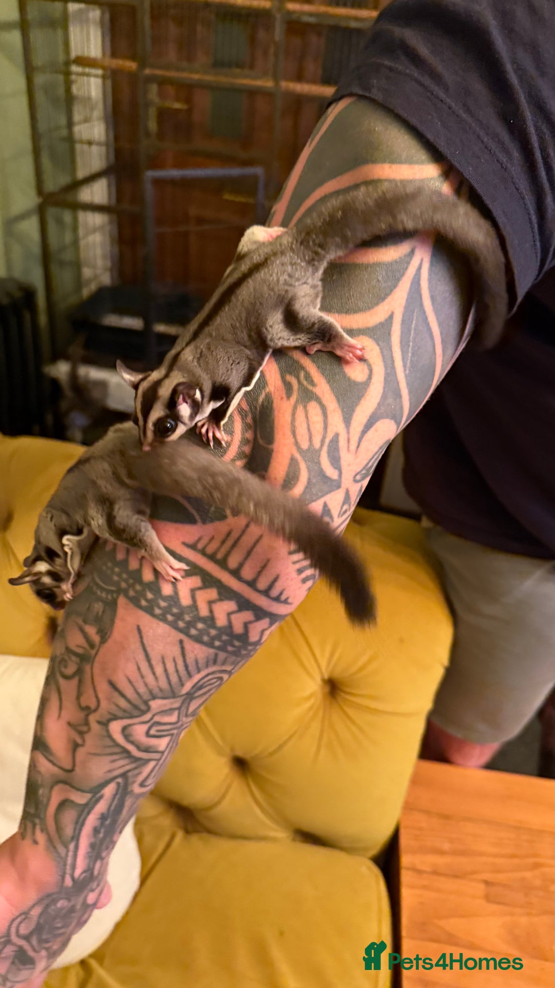 Sugar Glider rodents for sale: 4x sugar gliders - Advert 2