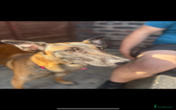 Belgian Shepherd Dog dogs for sale: Cali is looking for her forever home  - Image 3