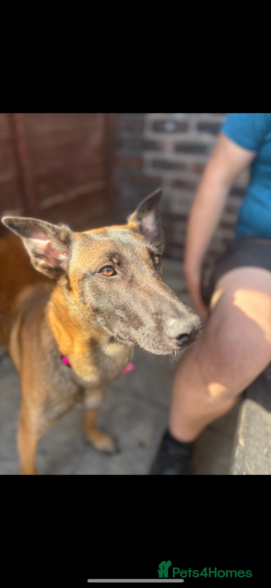 Belgian Shepherd Dog dogs for sale: Cali is looking for her forever home  - Image 3
