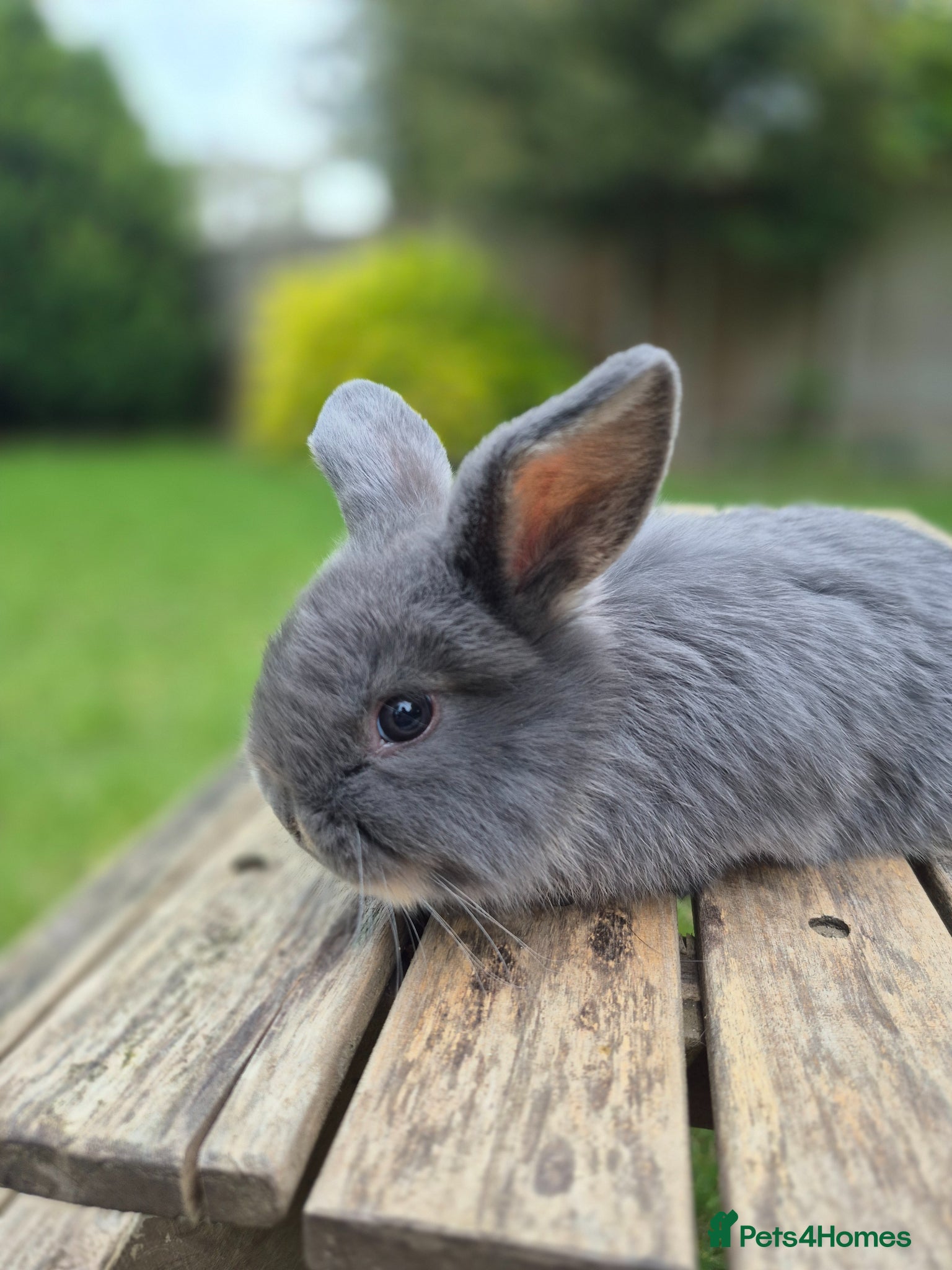 Mini Lop rabbits Mini lop buck - Advert 20