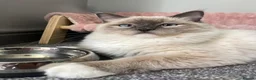 Ragdoll cats for sale: Beautiful Ragdoll  - Advert 7