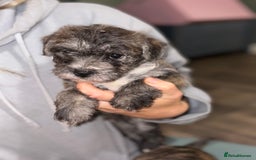 Mixed Breed dogs for sale:  Adorable Cairnoodle Cross Puppies, ready soon!  - Image 6