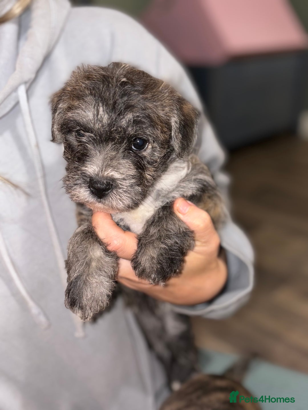 Mixed Breed dogs for sale:  Adorable Cairnoodle Cross Puppies, ready soon!  - Image 6
