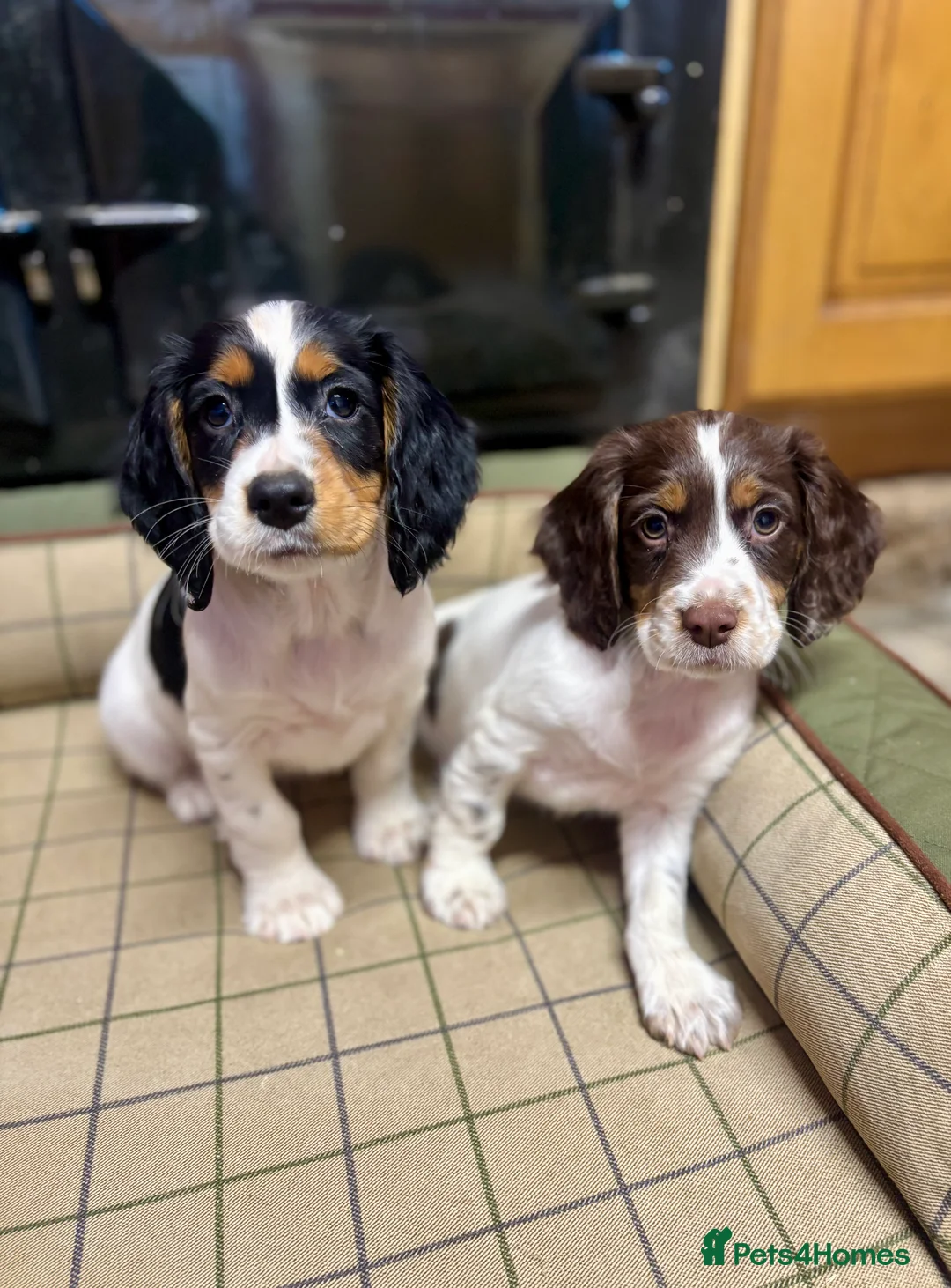 Cocker Spaniel dogs for sale: Stunning KC Cocker Spaniel Puppies  - Advert 1