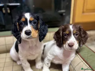 Cocker Spaniel dogs Stunning KC Cocker Spaniel Puppies - Advert 11