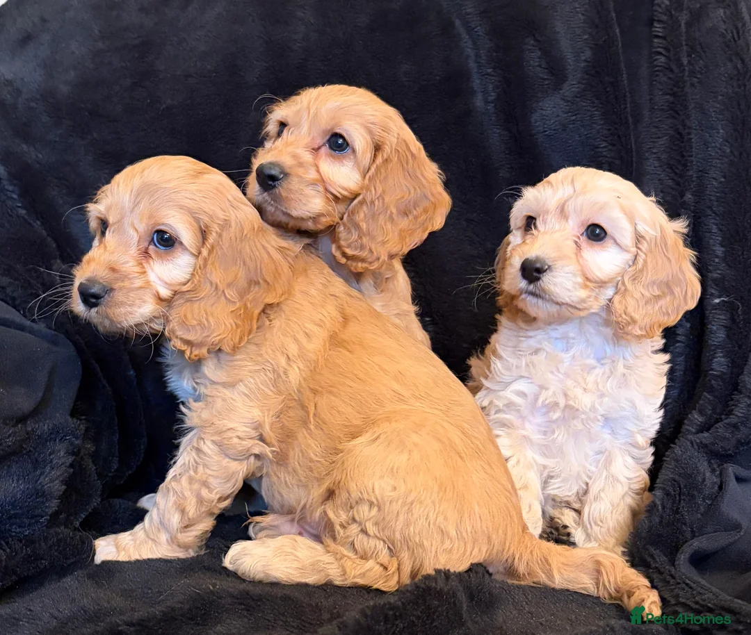 Cavapoo dogs for sale: Beautiful F1 Cavapoo Puppies  - Advert 7