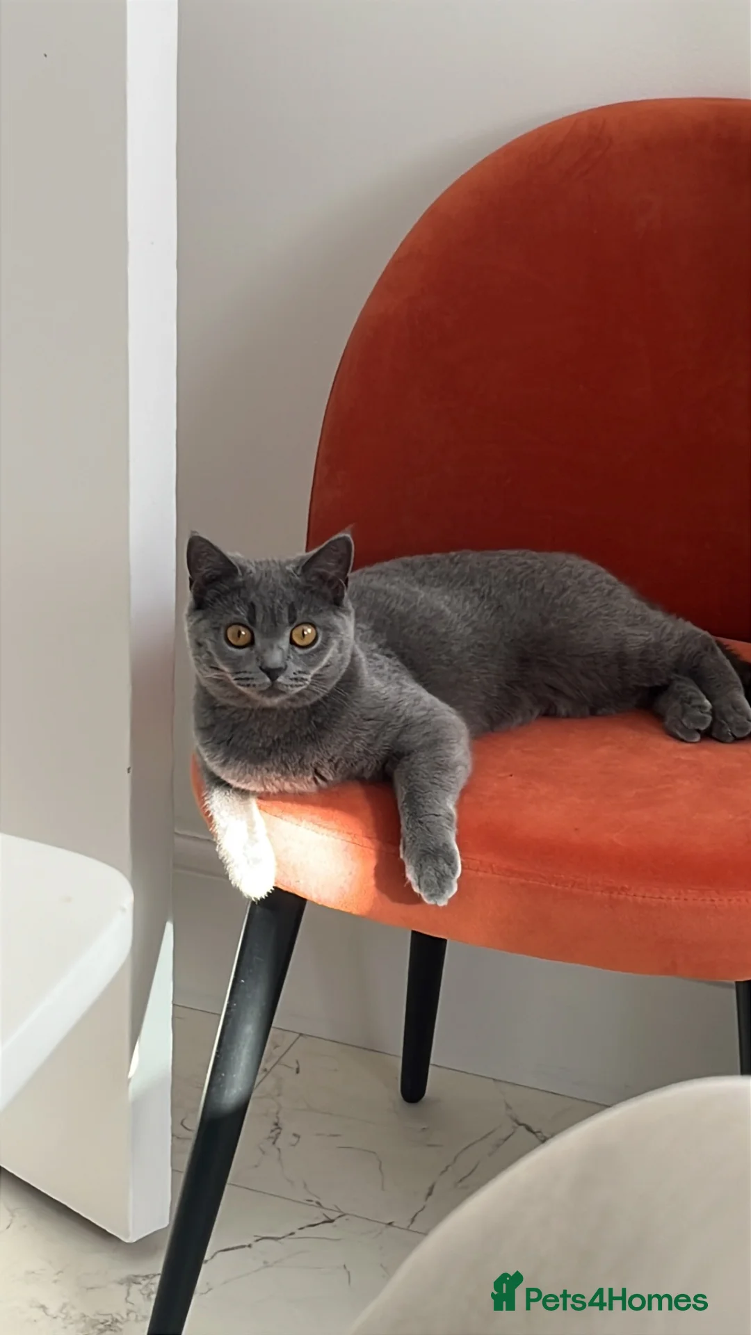 British Shorthair cats for sale: Beautiful British Shorthair Female - Luna - Advert 2
