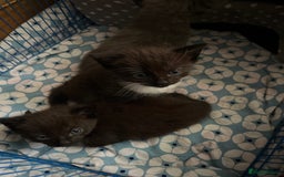 Mixed Breed cats for sale: 3 baby boys looking for their new homes , 4 weeks  - Image 17