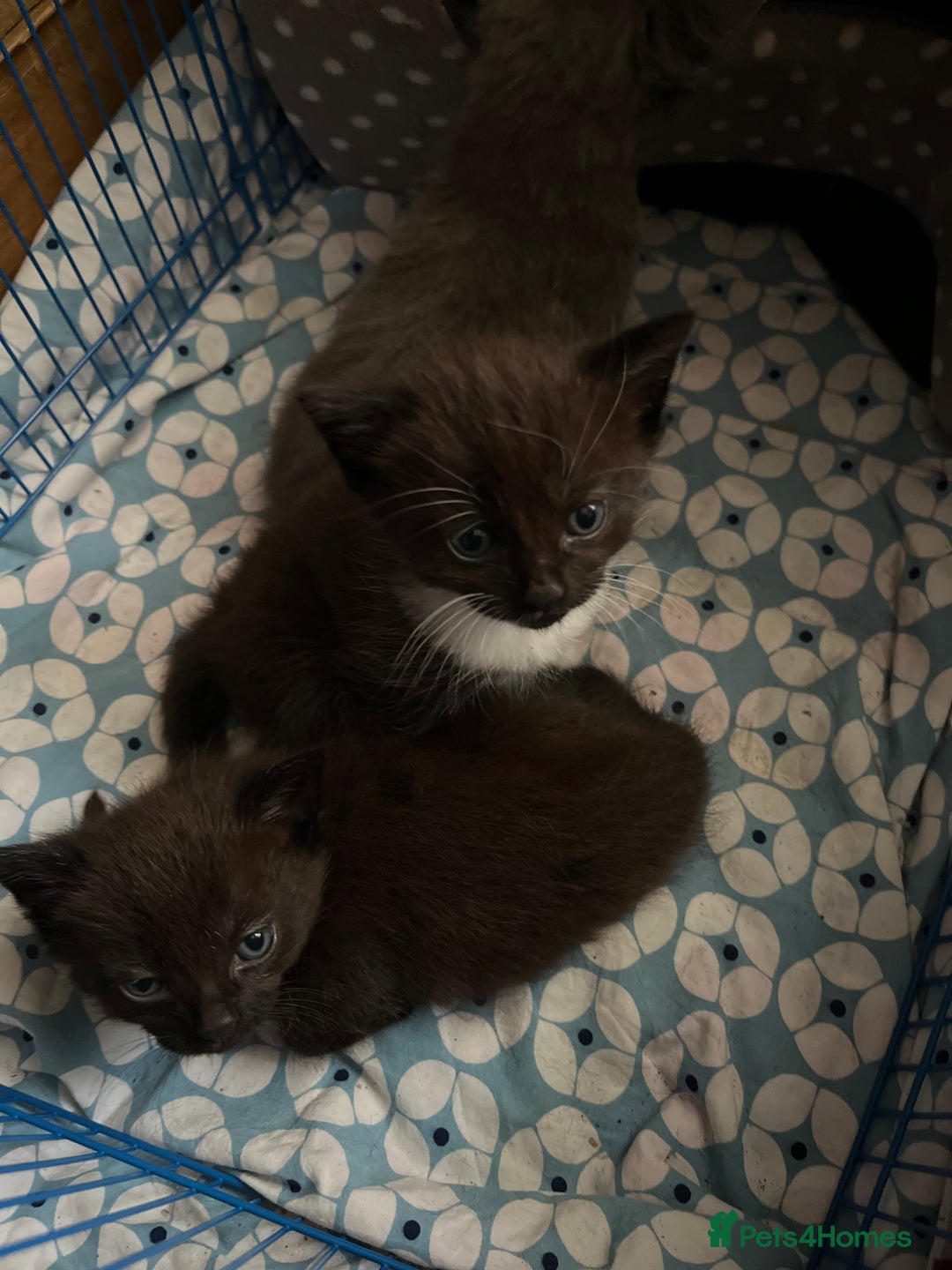Mixed Breed cats for sale: 3 baby boys looking for their new homes , 4 weeks  - Image 17