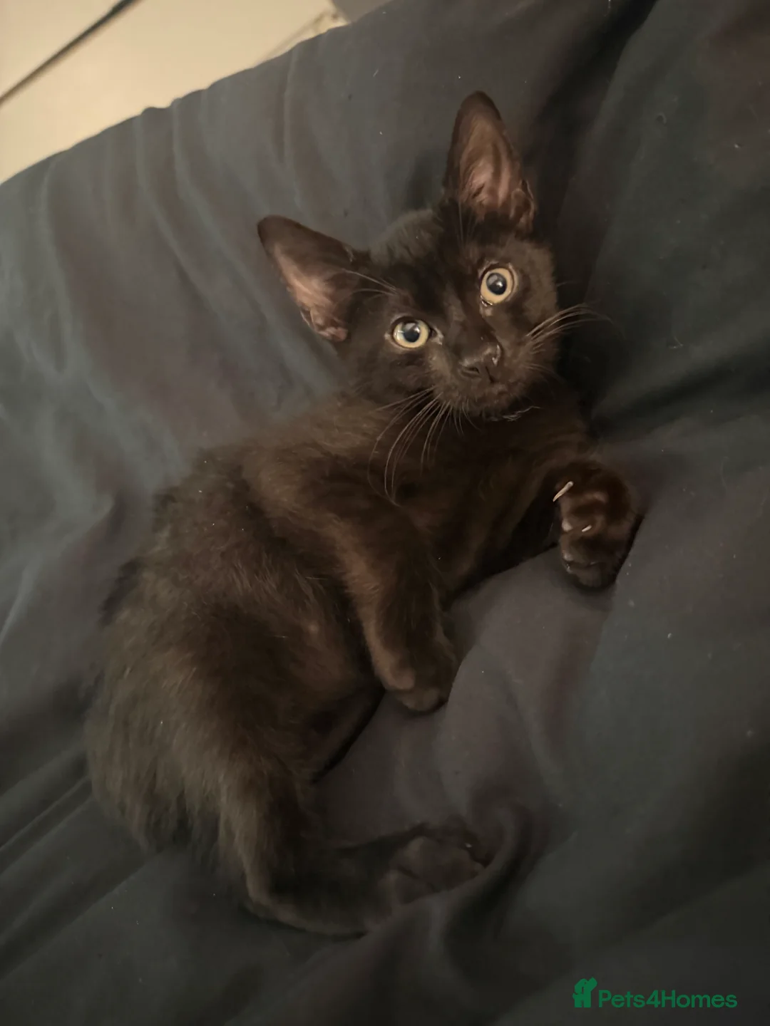 Mixed Breed cats for sale: Sphynx Mix Kittens - Advert 5