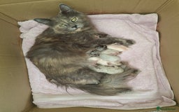 Maine Coon cats for sale: Mainecoon kittens BlackSilver smoke poly non poly - Image 12