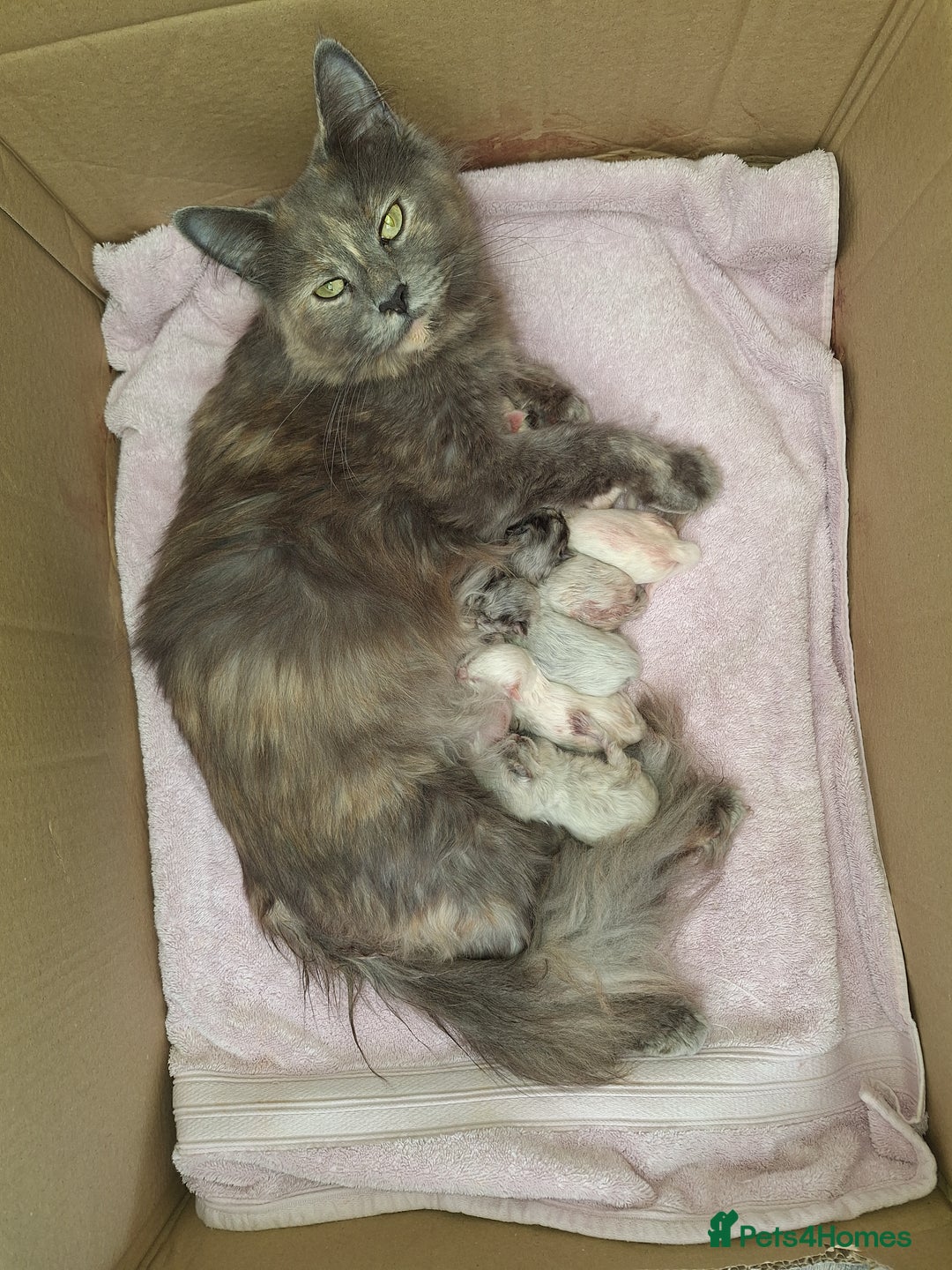 Maine Coon cats for sale: Mainecoon kittens BlackSilver smoke poly non poly - Image 12