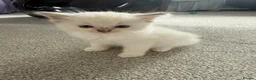 Ragdoll cats for sale: One Tabby and a Ragdoll  - Advert 4